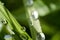 Sparkling rain drops on the leaves macro