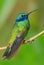 Sparkling Violet-ear - Colibri coruscans