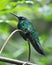 Sparkling Violet Ear Hummingbird