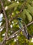 Sparkling Violet Ear Hummingbird