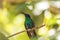 Sparkling violet ear hummingbird Colibri coruscans