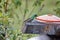 Sparkling violetear at a feeder in the Antisana Ecological Reserve