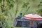 Sparkling violetear at a feeder in the Antisana Ecological Reserve