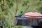 Sparkling violetear at a feeder in the Antisana Ecological Reserve