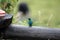 Sparkling violetear on a fence post in the Antisana Ecological Reserve