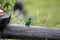 Sparkling violetear on a fence post in the Antisana Ecological Reserve