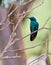 Sparkling Violetear Hummingbird