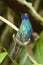 Sparkling Violetear Hummingbird