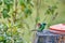 Sparkling violetear hummingbird at a feeder in the Antisana Ecological Reserve