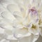 Sparkling white bulb Dahlia in extreme closeup