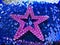 Sparkly Pink Star on Blue Sequin Background