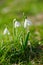 Sparkly snowdrop flower soft focus, perfect for postcard