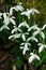 Sparkly snowdrop flower soft focus, perfect for postcard