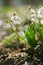 Sparkly snowdrop flower soft focus, perfect for postcard