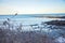 Sparows on rose bushes in Ounquit on rocky coast of Maine on Atlantic Ocean in winter