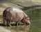 Sparring Hippos in zoo