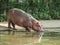 Sparring Hippos in zoo