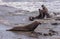 Sparring males in ocean surf, Elephant Seal Vista Point, San Simeon, CA, USA