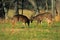 Sparring Whitetail Bucks