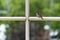 A sparrow on an aluminum railing