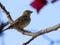 Sparrow Asian Bird On fruit tree outdoors blue sky background wallpaper photo