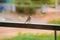 Sparrow avian perched atop a metal rail overlooking a lush green lawn