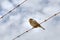 Sparrow on barbed wire