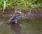 Sparrow bathes in a shallow pool