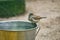 Sparrow bathing at a water bucket. endangered species. cute little bird. animal