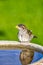 Sparrow on Bird Bath