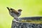 Sparrow on Bird Bath