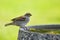 Sparrow on Bird Bath