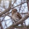 Sparrow bird cleans feathers on a tree branch in winter or late autumn