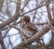 Sparrow bird cleans feathers on a tree branch in winter or late autumn