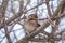 Sparrow bird cleans feathers on a tree branch in winter or late autumn