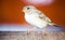 Sparrow bird close portrait. Sparrow songbird family Passeridae sitting and singing on wooden board close up photo