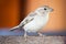 Sparrow bird family Passeridae sitting and singing on wooden board close up photo with orange background out of focus