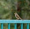 Sparrow bird fence