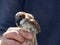 Sparrow Bird in hand being measured in Zaragoza