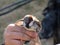 Sparrow Bird in hand being measured in Zaragoza