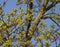 Sparrow Bird hiding in early spring tree behind budding leaves showing animal camouflage