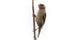 Sparrow bird isolated. Sparrow female songbird Passeridae, Passer domesticus perching on dry sunflower stem isolated cut out