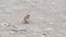 Sparrow bird jumping on the asphalt in the street
