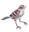 Sparrow bird motley gray-brown