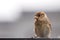 Sparrow bird perched sitting on fence. House sparrow songbird Passer domesticus sitting and singing on metal fence close