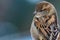 Sparrow bird perched sitting on tree branch macro detail. Female house sparrow songbird Passer domesticus sitting on tree