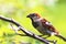 Sparrow bird perched sitting on tree branch. Male house sparrow songbird Passer domesticus sitting and singing on tree branch