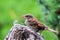 Sparrow bird perched sitting on tree. Male house sparrow songbird Passer domesticus sitting and singing on tree trunk amidst