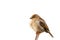 Sparrow bird perched on tree branch. House sparrow female songbird isolated white background