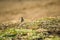 Sparrow bird playing in green grass of ooty garden